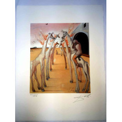 Salvador Dali Lithographie Offset 50x65 cm zertifiziert