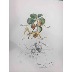 Salvador Dali Lithografie off set 50x65 cm gecertificeerd
