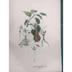 Salvador Dali Lithographie Offset 50x65 cm zertifiziert
