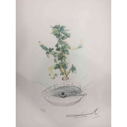 Salvador Dali Litografia off set cm 50x65   certificata
