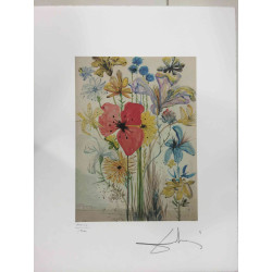 Salvador Dali Litografia off set cm 50x65   certificata