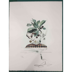 Salvador Dali Lithografie off set 50x65 cm gecertificeerd